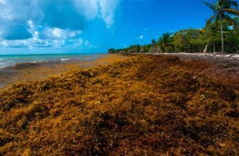 Can Seaweed Save Internal Combustion? These Scient...