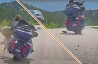 Watch a Motorcyclist Smash Into a Deer at High-Spe...