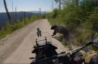 Watch as a Motorcyclist Hits a Bear, Surprisingly ...